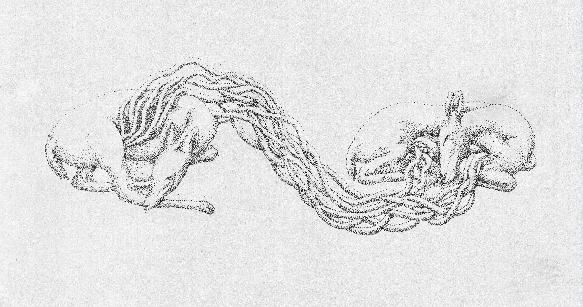 "lovers" (8.5x20", pen and ink on paper 2026)