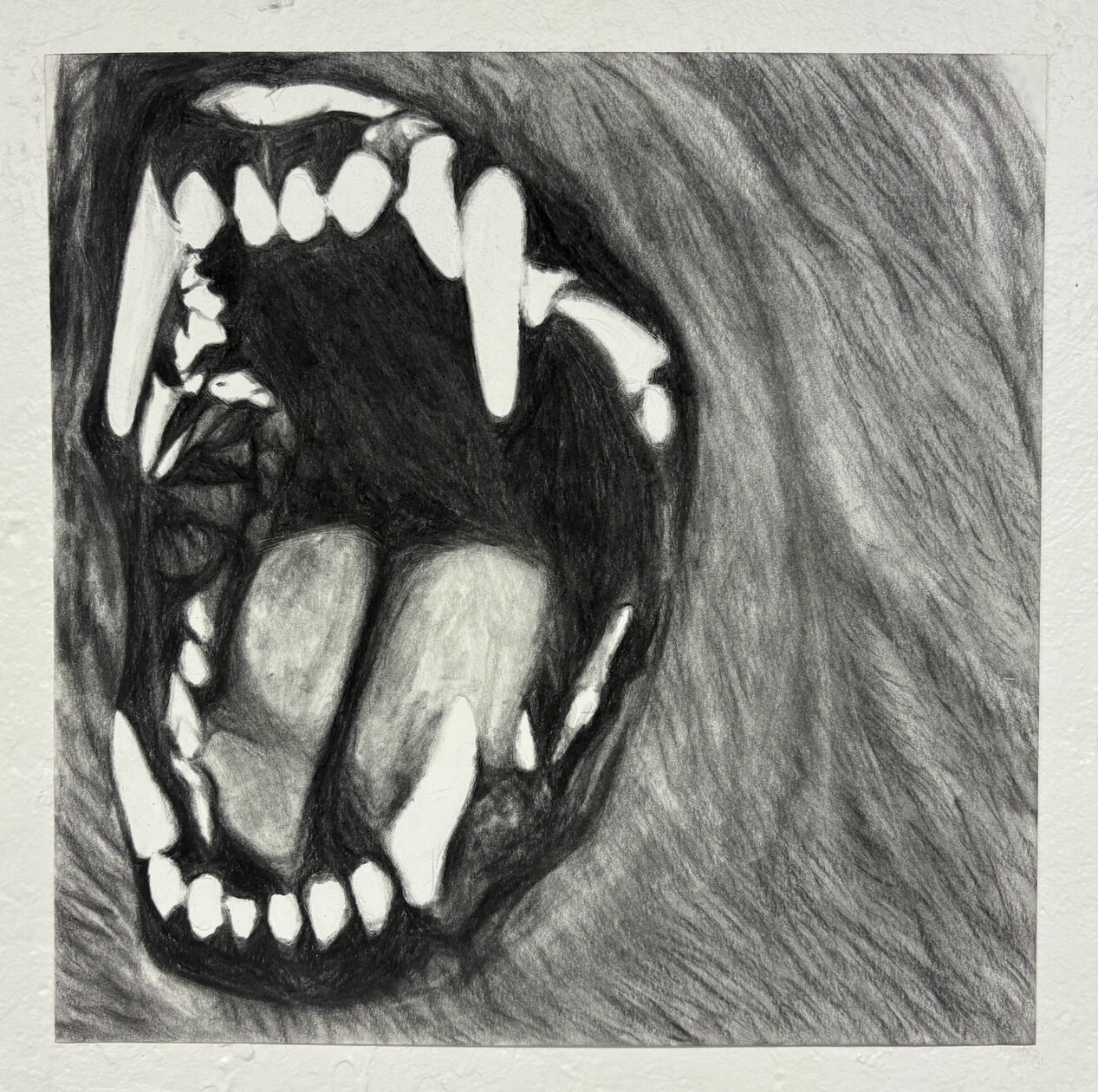 "hound" (14x14", charcoal and graphite on bristol 2026)